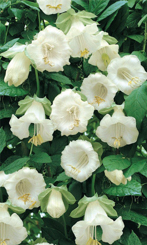 Кобея лазающая Винно-белая (УД) 3 шт цв п